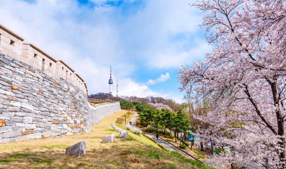 YAS SMART - 韓國首爾市南山公園櫻花盛開