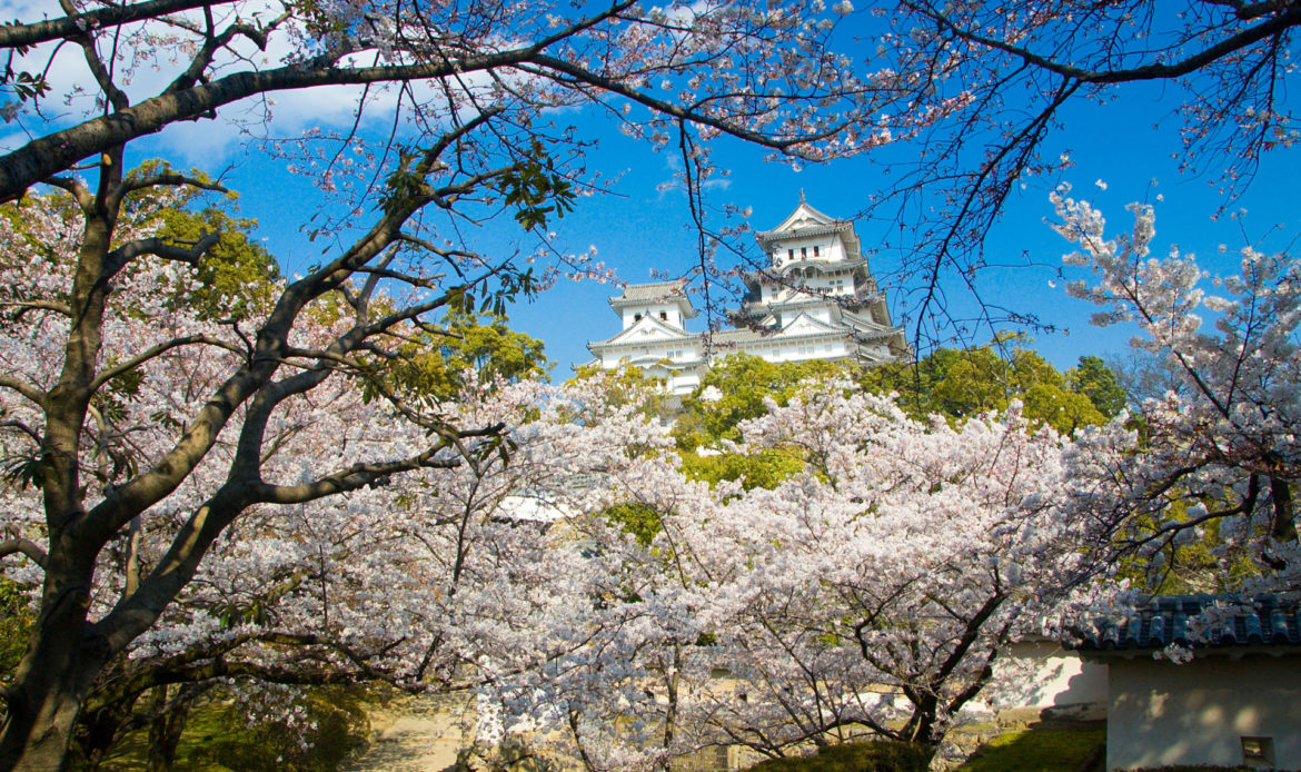 YAS SMART - 位於日本關西的姬路城櫻花盛開