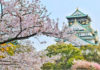 關西賞櫻絕景 「不戰之城」姬路城門票、賞櫻路線、交通