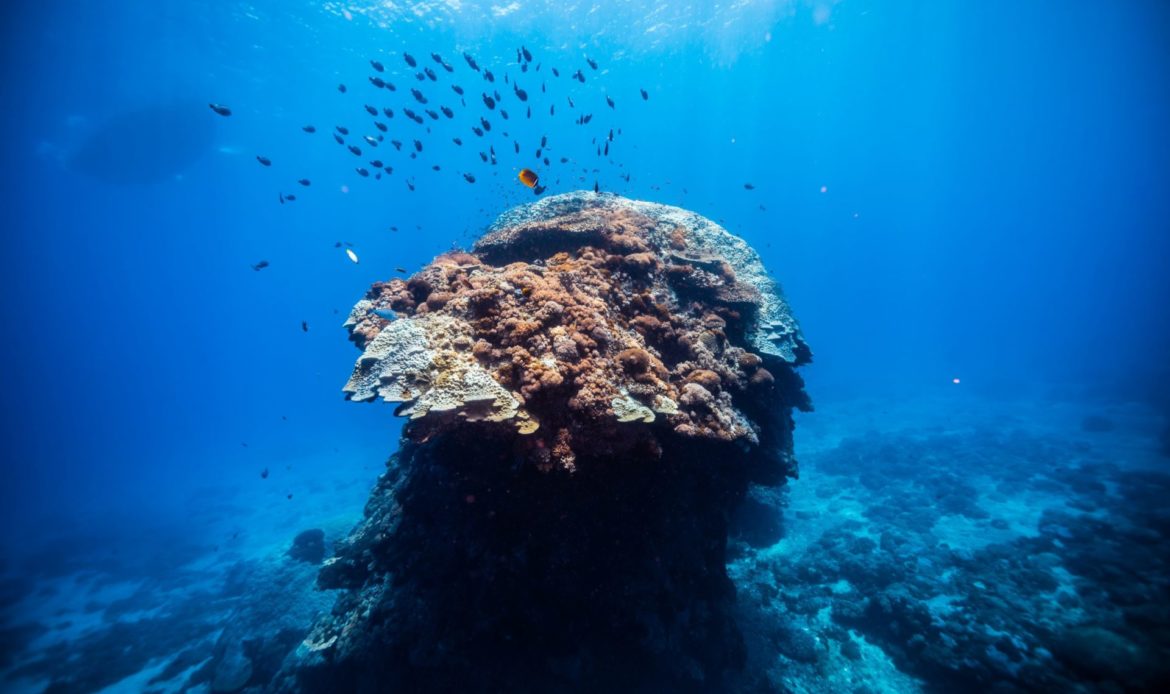 南寮灣水深20米的「大香菇珊瑚」——地球上最古老及最大塊（12米高）的微孔珊瑚活體，竟達1200歲高齡。
