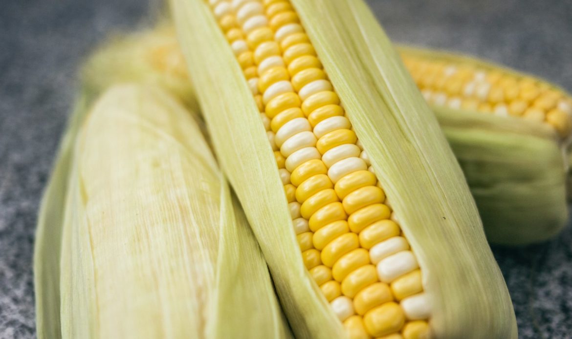 A close up of corn on a table.

Description automatically generated.