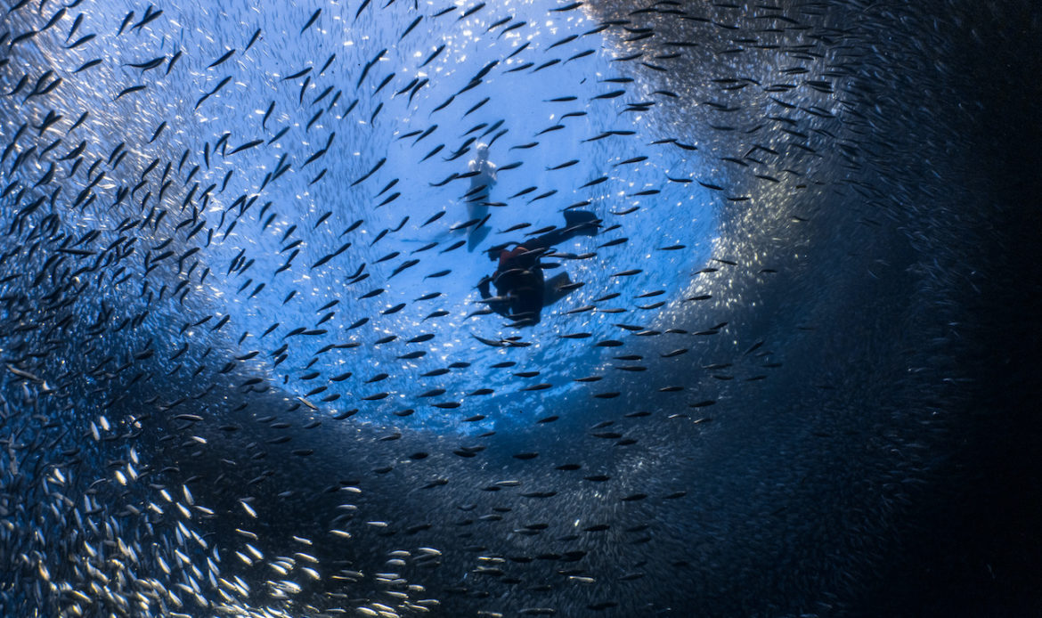 墨寶雖然未有薄荷島般出名，但由於有「沙甸魚風暴」這個驚人海底景致，仍然吸引不少已考獲潛水牌的旅人特意來到。