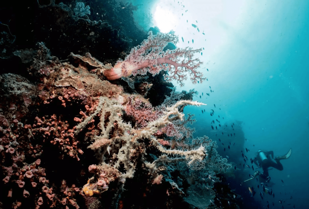 在菲律賓潛水，不論是體驗還是想考取潛水執照，也建議尋找適合的菲律賓潛水課程。
