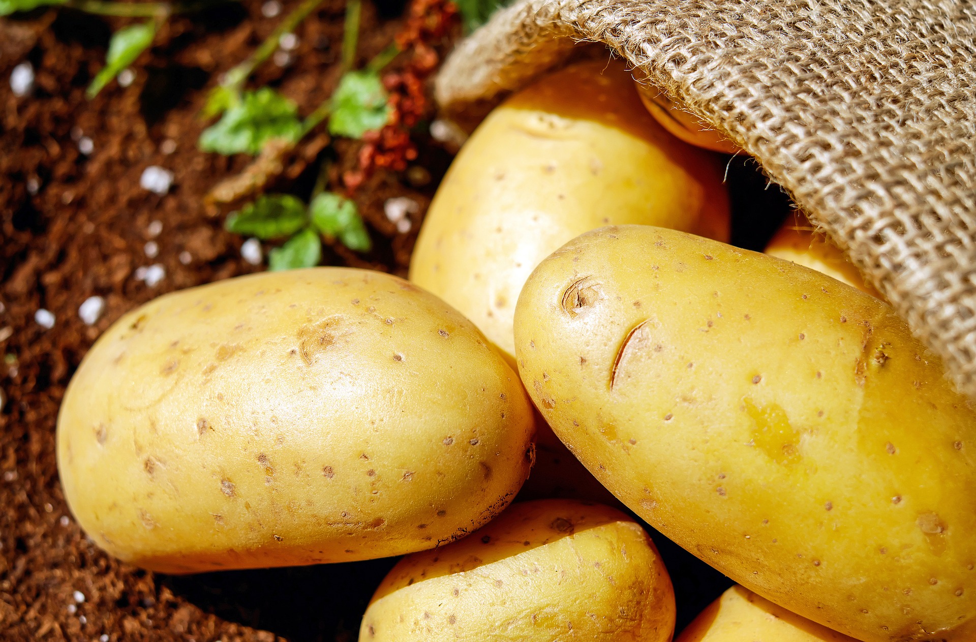 馬鈴薯 薯仔 儲存方法 蔬果貯存