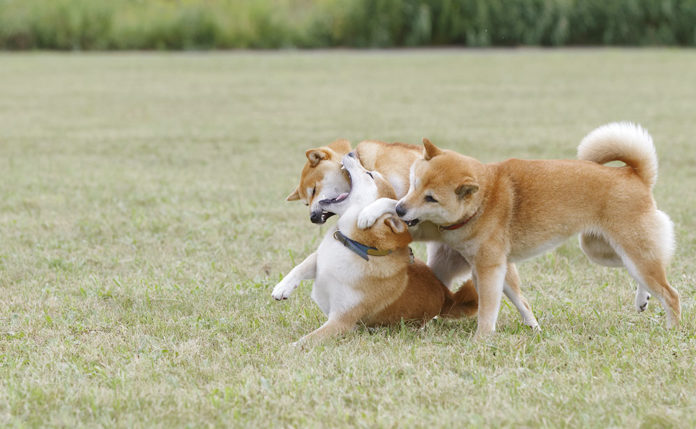 how do i stop my two male puppies fighting