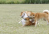 Is My Dog Playing or Fighting? A must read for dog owners! Ways to Stop Dog Fights