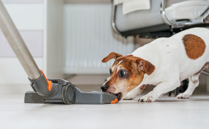 Home disinfection will causes dogs' cancer? 3 safe cleaning methods -  protecting the health of your fur babies!