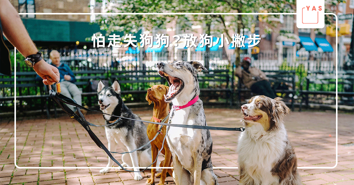 怕走失狗狗 5個放狗秘訣 每晚為毛孩製造自由時間