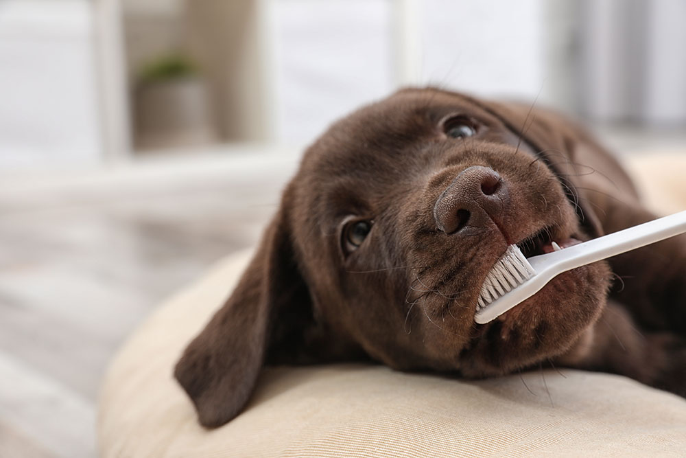 貓狗每日都要刷牙？獸醫教你！如何保持寵物口腔衞生
