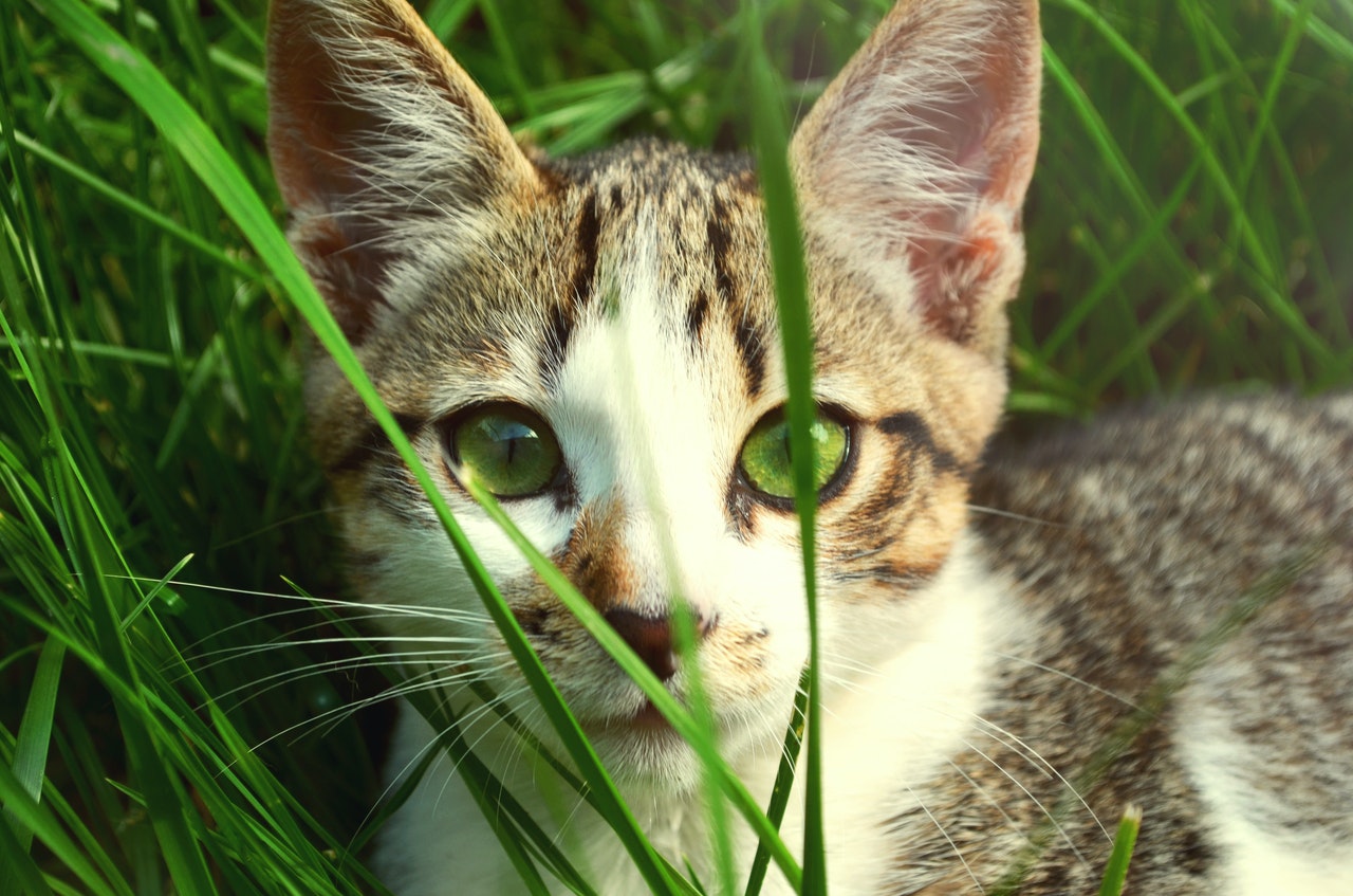 為什麼貓咪喜歡吃貓草？不是所有草都能讓主子食用？