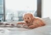 Pet-friendly hotels in Hong Kong | Enjoy a vacation with your pet in Hong Kong