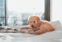 Pet-friendly hotels in Hong Kong | Enjoy a vacation with your pet in Hong Kong