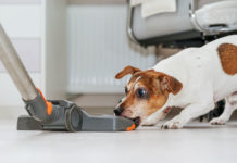 Home disinfection will causes dogs’ cancer? 3 safe cleaning methods – protecting the health of your fur babies!