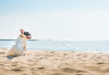3 Dog-Friendly Beaches in Hong Kong