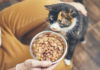 Cats cannot produce key nutrition with their body | Feed your cats with the correct diet!