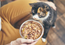 Cats cannot produce key nutrition with their body | Feed your cats with the correct diet!