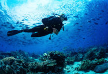 【關島潛水】關島潛水行程推薦 窺探關島海底世界之美