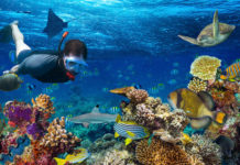 【布吉浮潛】泰國布吉島浮潛推介 浮潛暢泳皇帝島