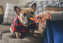 How do dogs recognize their owners?