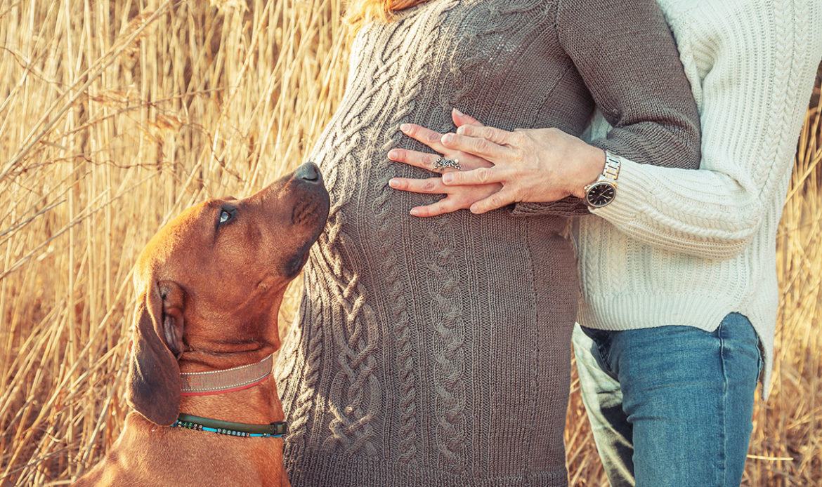 原來狗狗能夠知道主人懷孕？毛孩比你更早發現你懷孕，甚至會主動保護孕婦！