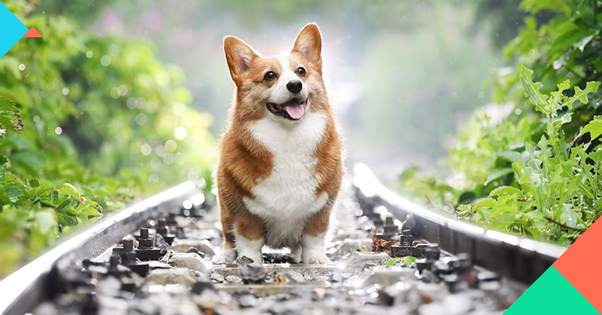 哥基不能爬樓梯 寵物新手飼養哥基前要知道的7件事 柯基犬的常見疾病 飼主小知識