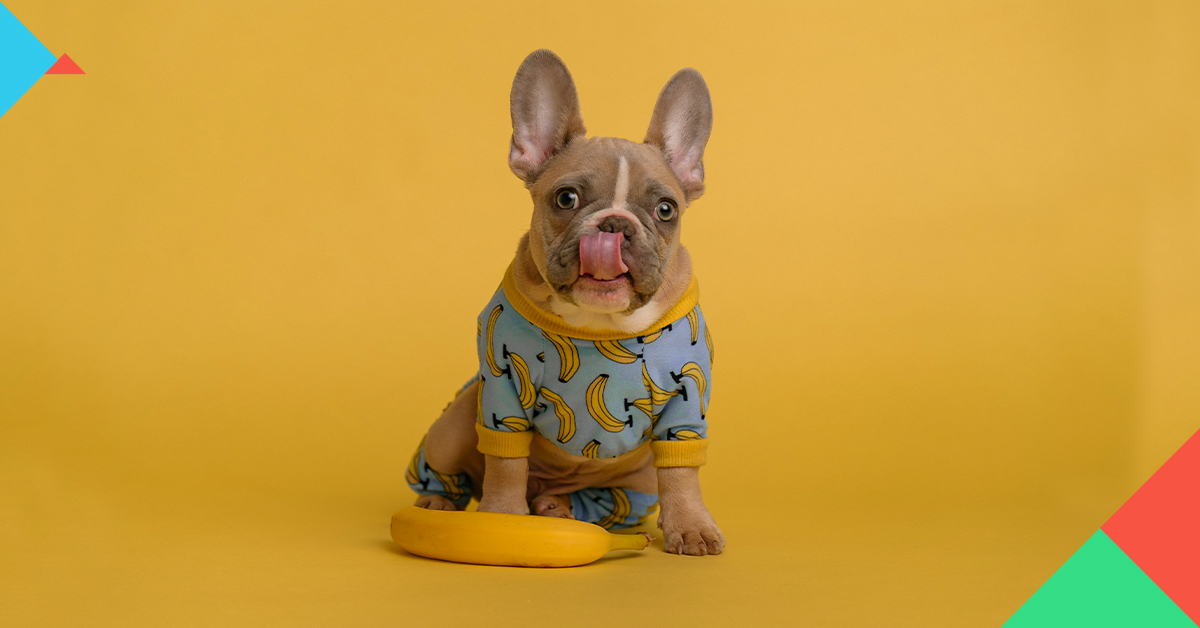 狗改不了吃屎 解構狗狗吃屎的原因 5 招讓狗狗改善吃大便習慣