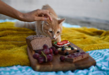 貓奴不可不知的貓咪飲食禁忌!10種貓不能吃的食物 嚴重可致休克死亡 貓的食物 貓不能吃的食物 貓不能吃朱古力 貓奴