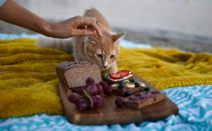 貓的食物 貓不能吃的食物 貓不能吃朱古力 貓奴
