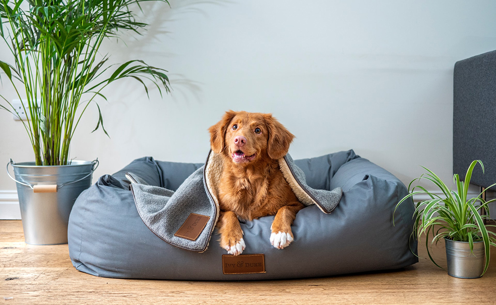 5 種疫苗可以預防的狗狗致命疾病 有一種幾乎必死無疑