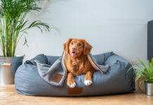 5 種疫苗可以預防的狗狗致命疾病!有一種幾乎必死無疑? 狂犬病 瘋狗症 狂犬病疫苗 狗瘟 狗 疫苗 DHPPiL 犬瘟