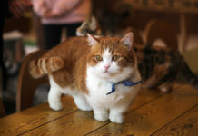 【短腿貓好得意?】曼基貓壽命短?易患關節炎、椎間盤疾病 YAS-短腿貓-曼基貓