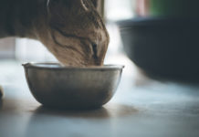 貓貓唔鍾意飲水點算好?貓奴必學 7 個令主子飲夠水的方法!