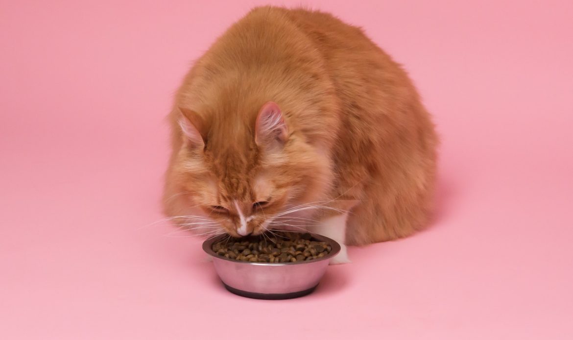貓飲水方法 貓飲水量 貓飲水 貓唔飲水 貓飲水機