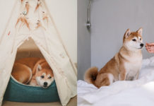 狗其實唔怕凍?4個小方法為狗狗保暖,認清毛孩變凍警號!