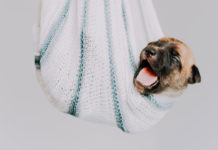 新手狗主購物清單|迎接新狗狗前,5大必備寵物用品及預算開支