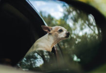 寵物交通工具|帶狗狗出街要 Call 車?寵主必讀 香港4種寵物交通工具!