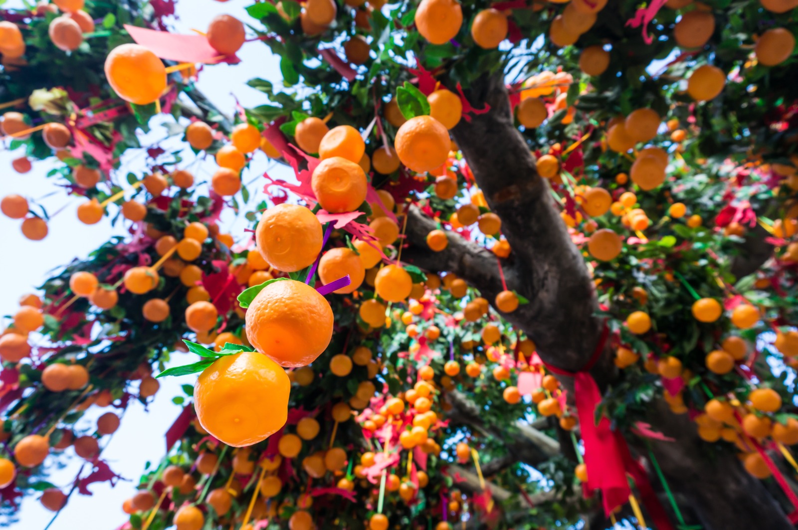 因為顏色鮮豔悅目，當樹上掛上大量寶牒時形成香港獨有的新年景色。