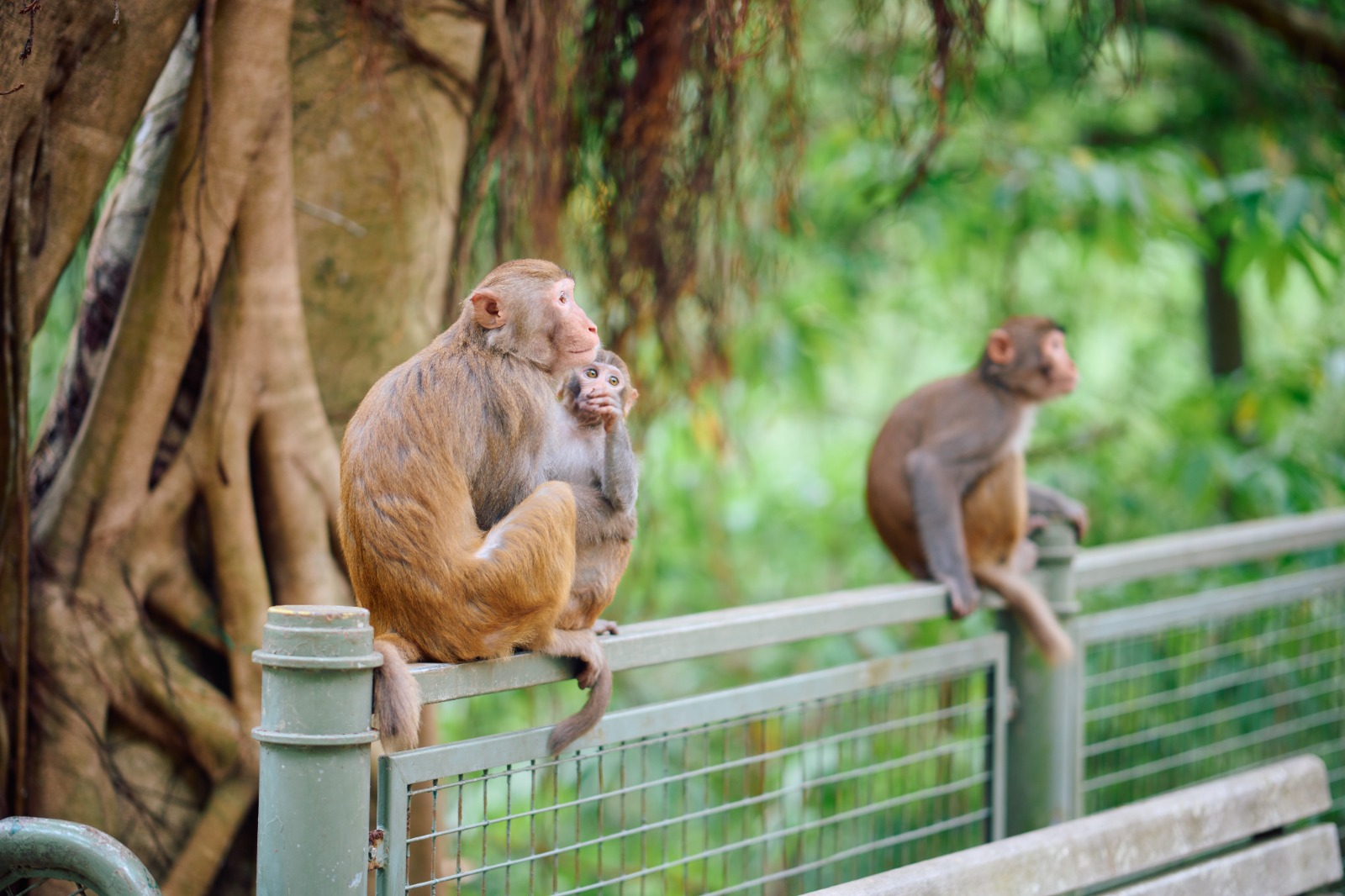 monkey wildlife hong kong shing mun nature animals family weekend